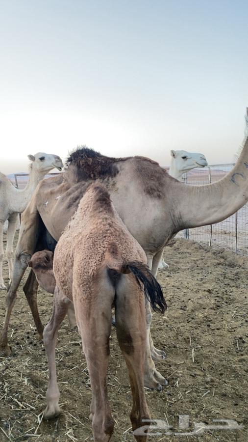 Camel with a healthy calf for sale64623183208194110