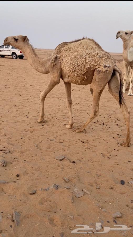 بكره شقحا للبيع64618639280131110