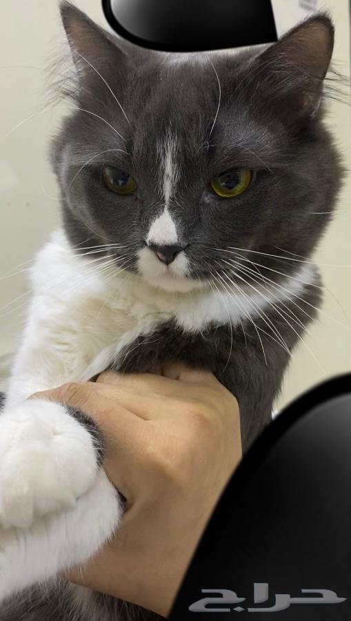 قط بيت اليف ولعوب للبيع64618890317953112