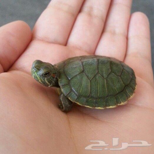 للبيع سلحفاة حمراء الأذن مع مستلزماتها64625099812482111