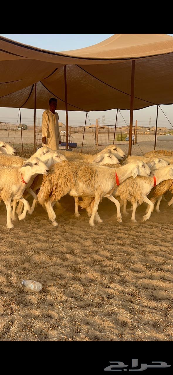 High-Quality Rakhāl Sheep, Premium Hārash Breed, Quantity 21, Al-Bilfahal64623814114562111