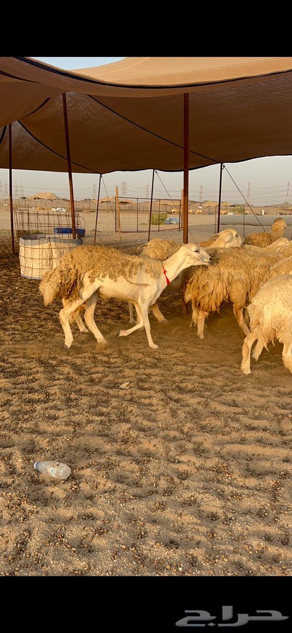 High-Quality Rakhāl Sheep, Premium Hārash Breed, Quantity 21, Al-Bilfahal64623814114562114