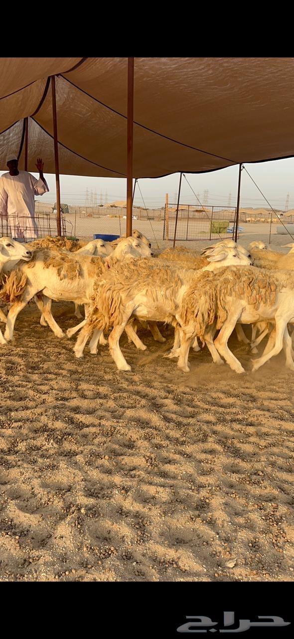 High-Quality Rakhāl Sheep, Premium Hārash Breed, Quantity 21, Al-Bilfahal64623814114562113