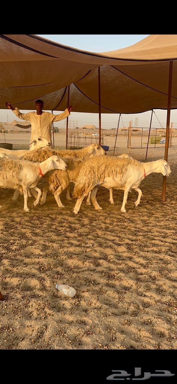 High-Quality Rakhāl Sheep, Premium Hārash Breed, Quantity 21, Al-Bilfahal64623814114562110