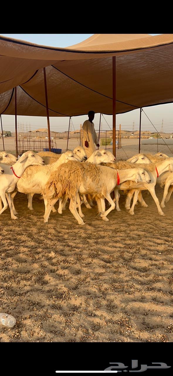 High-Quality Rakhāl Sheep, Premium Hārash Breed, Quantity 21, Al-Bilfahal64623814114562112