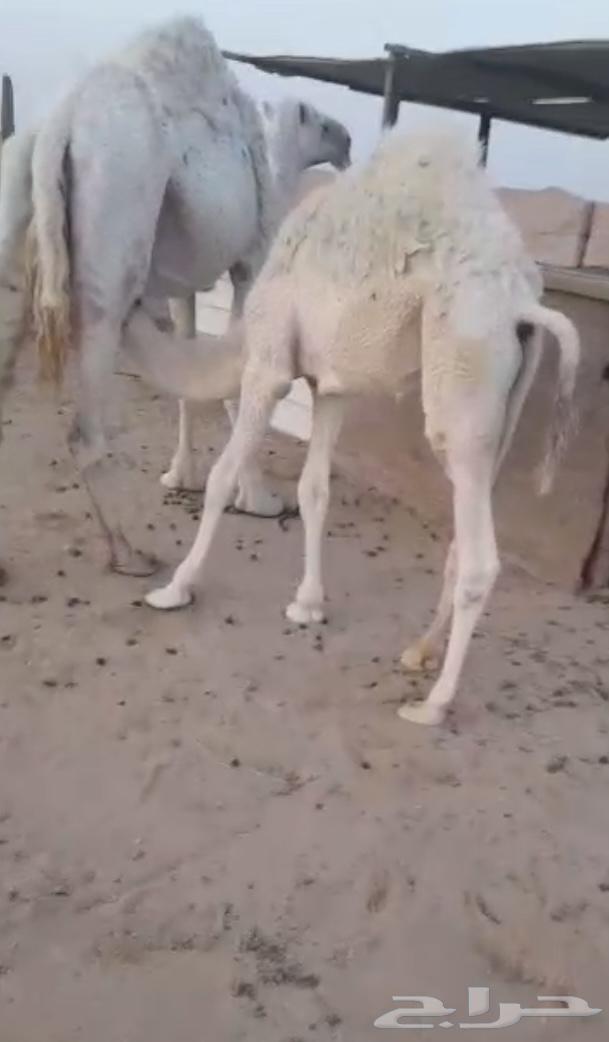 تم البيع للبيع قعود قصب شحم64623060766593110