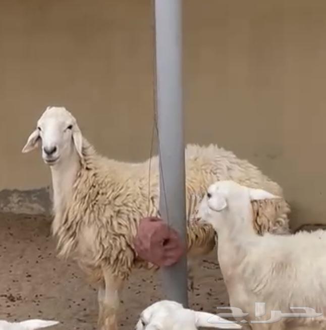 طلي حري للبيع64622475597185111