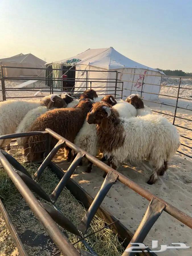 طليان حرية ونعيم64619567604483113