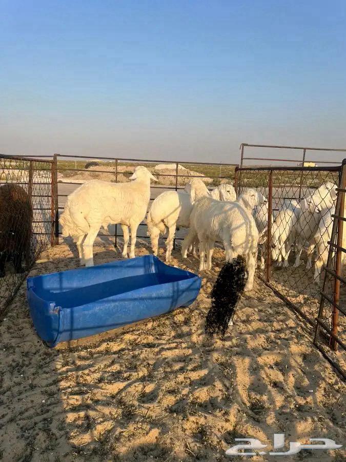 طليان حرية ونعيم64619567604483114