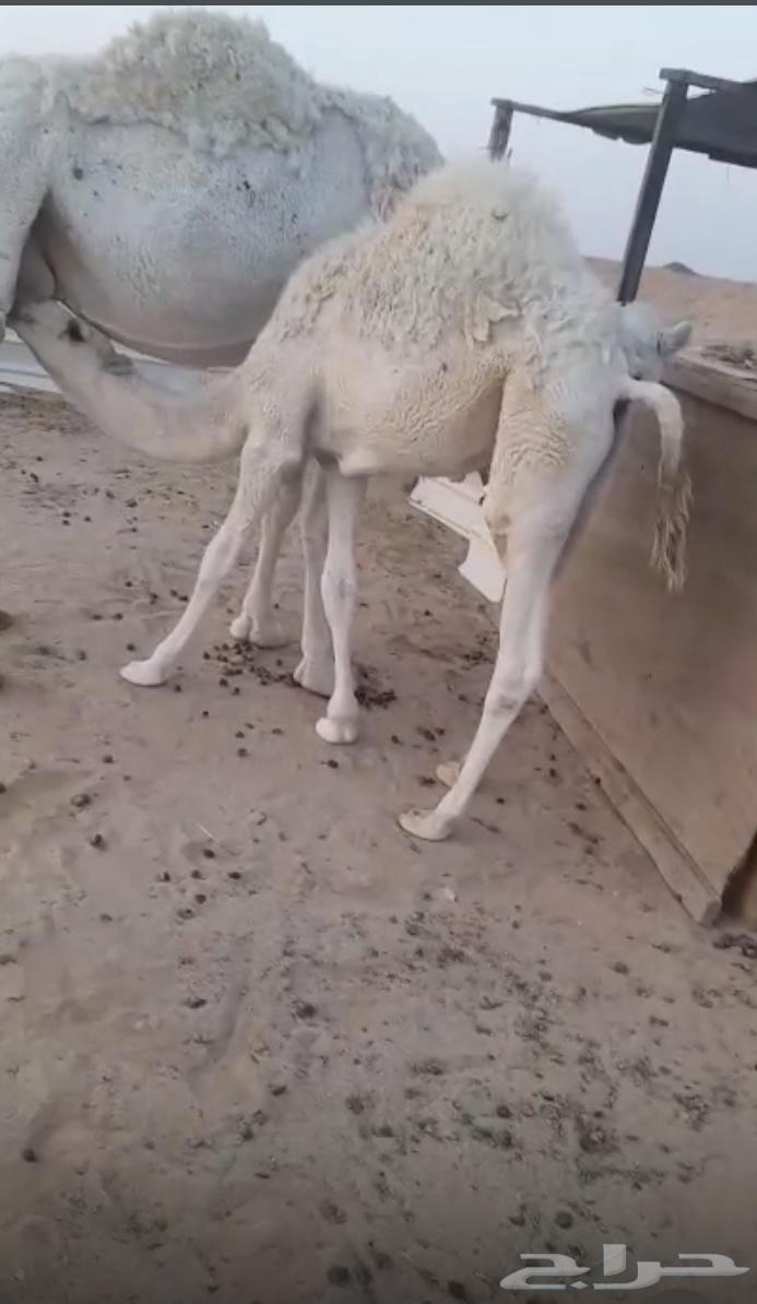 تم البيع للبيع قعود قصب شحم64623060766593112