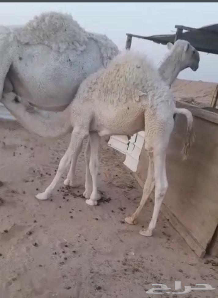 تم البيع للبيع قعود قصب شحم64623060766593111