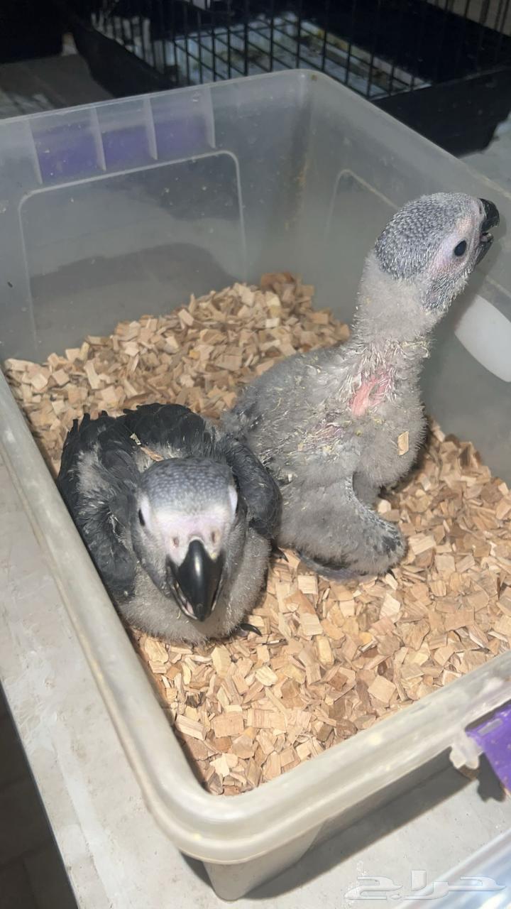 Local Super Broiler Chickens64616802816385110