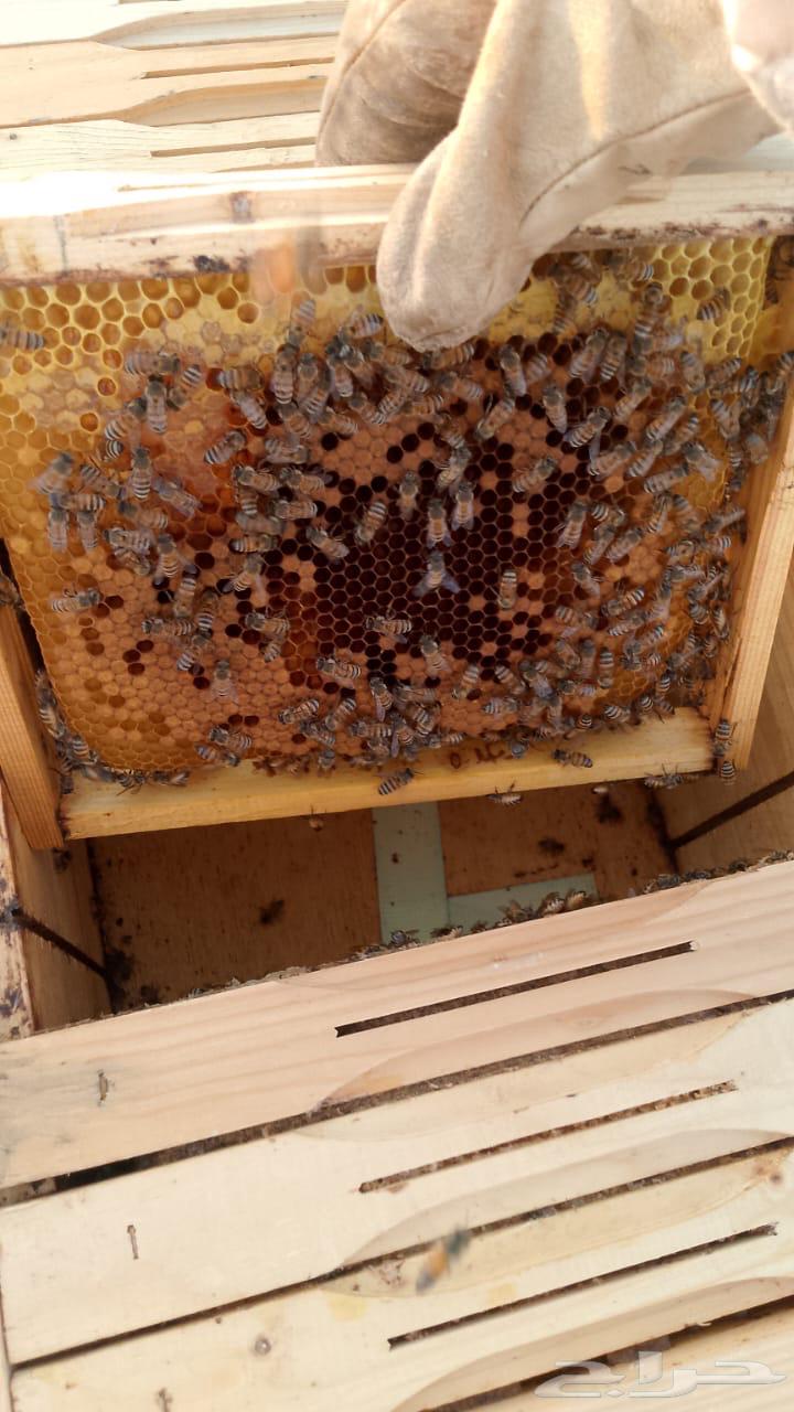 خلايا نحل بلدي للبيع64621666920451112
