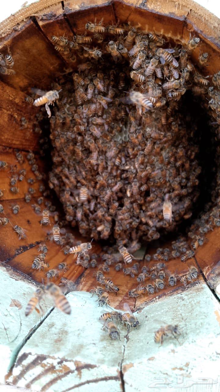 خلايا نحل بلدي للبيع64621666920451110