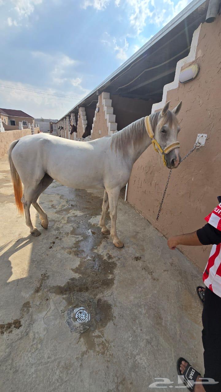 فرس شعبية للبيع64621891885443110