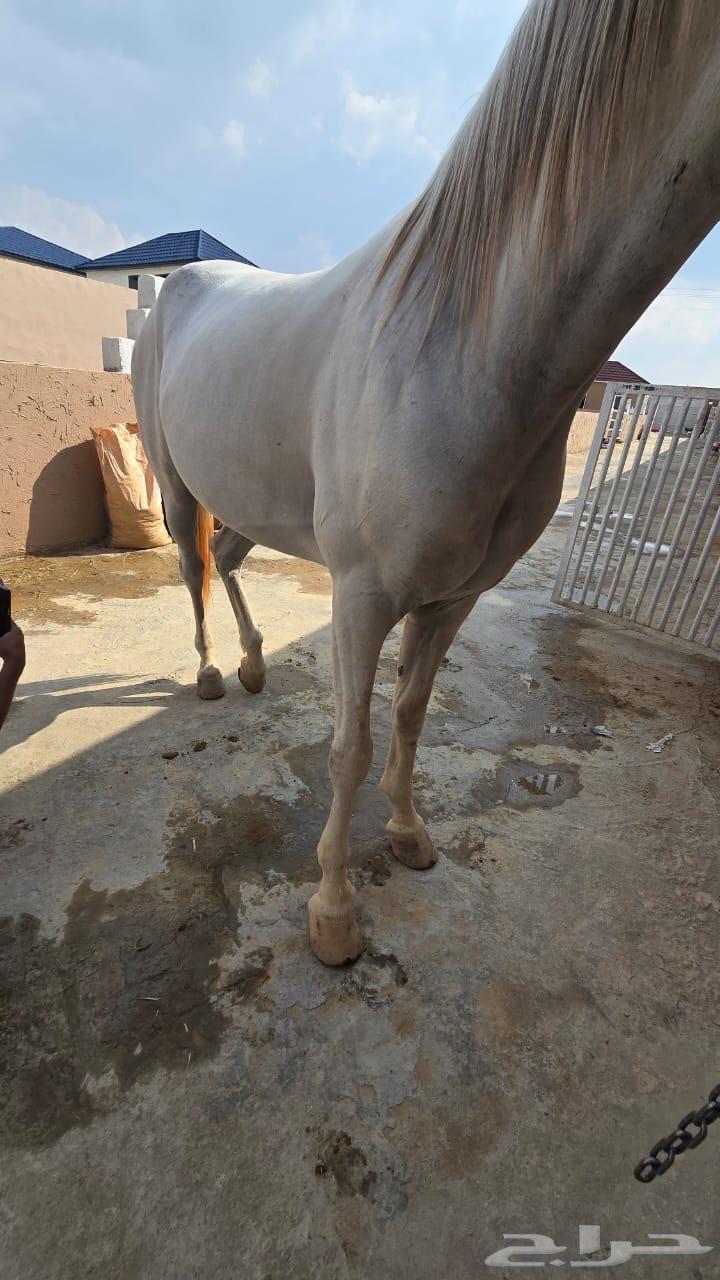 فرس شعبية للبيع64621891885443112