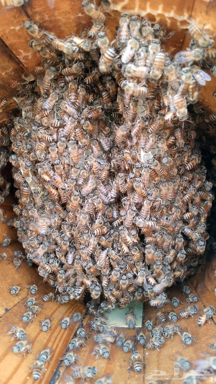 خلايا نحل بلدي للبيع64621666920451113