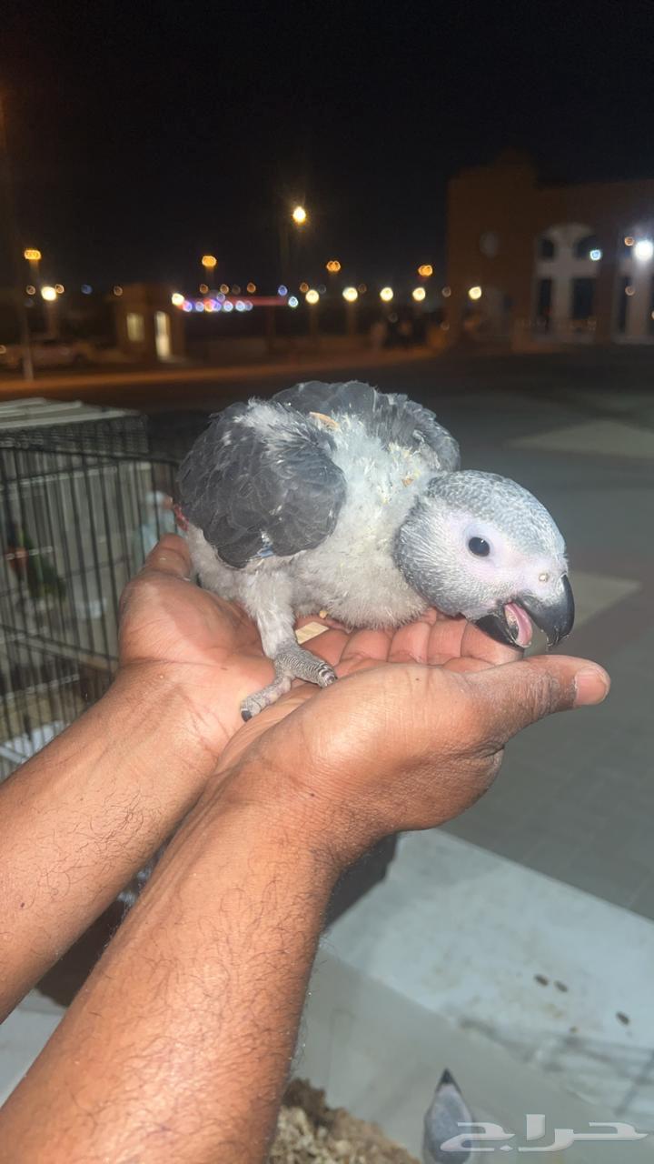 Local Super Broiler Chickens64616802816385113