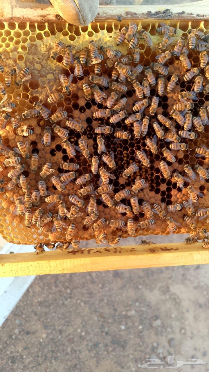 خلايا نحل بلدي للبيع64621666920451111