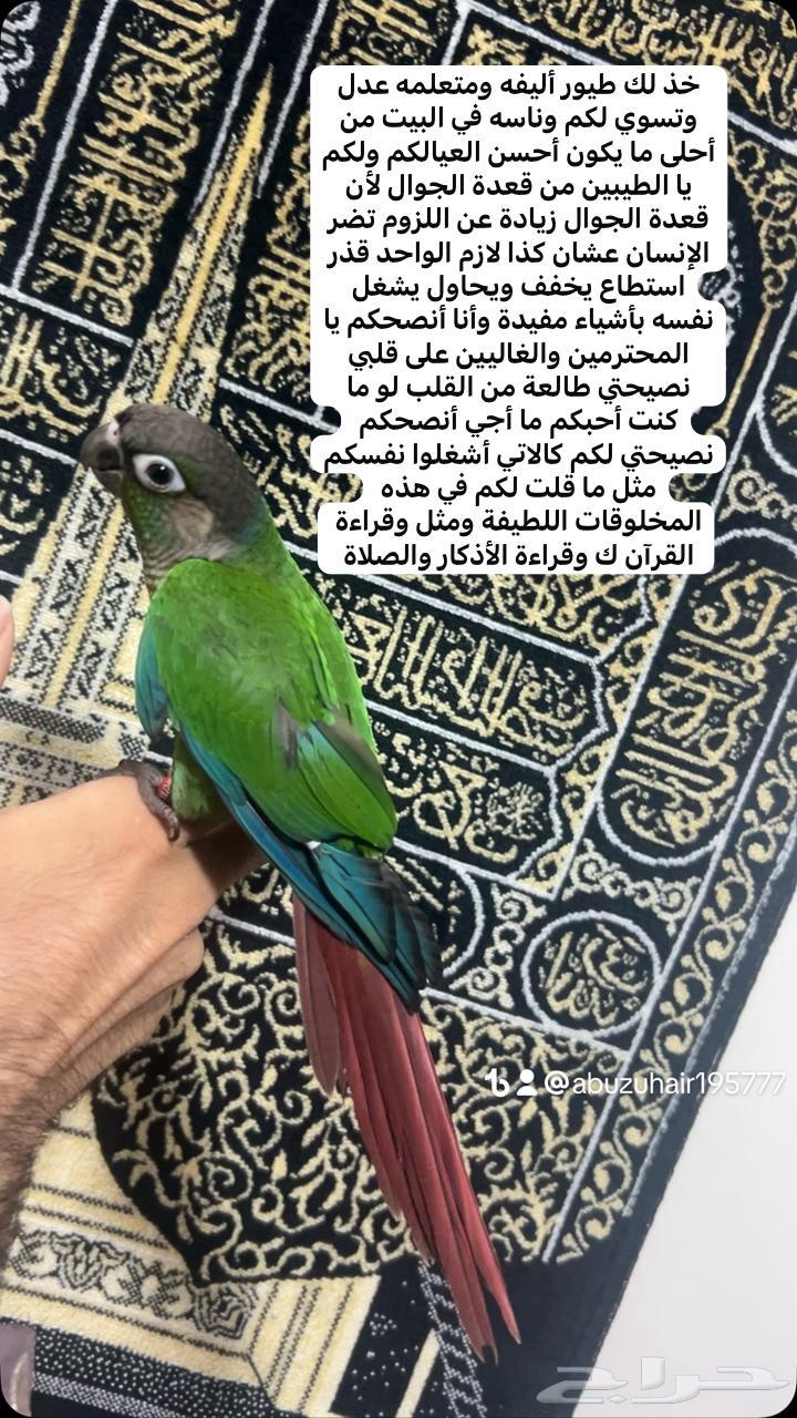 كنيور قرين شيك لطيف وكيوت وأليف ونشبه اللى يبغى الزين يلحق64623454642562110