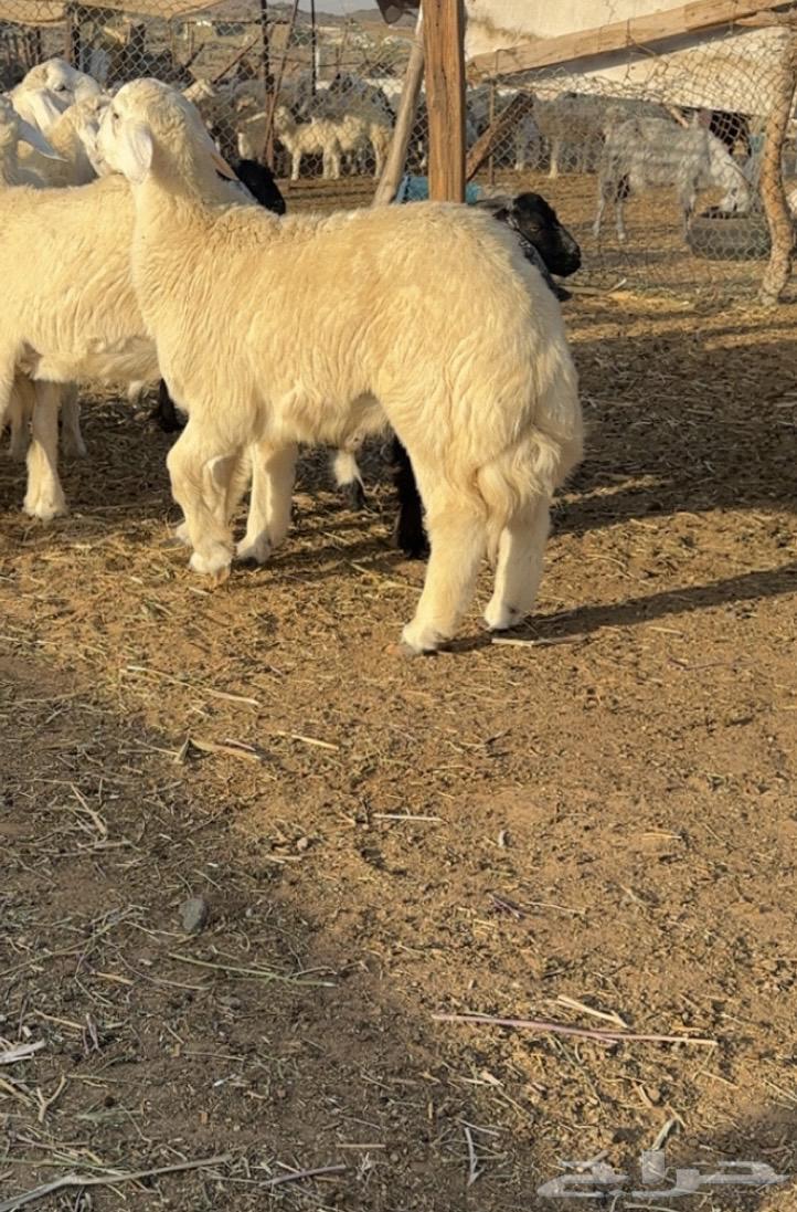 طليان حري فاخره ثلاجه ولضيوف64620855110274113