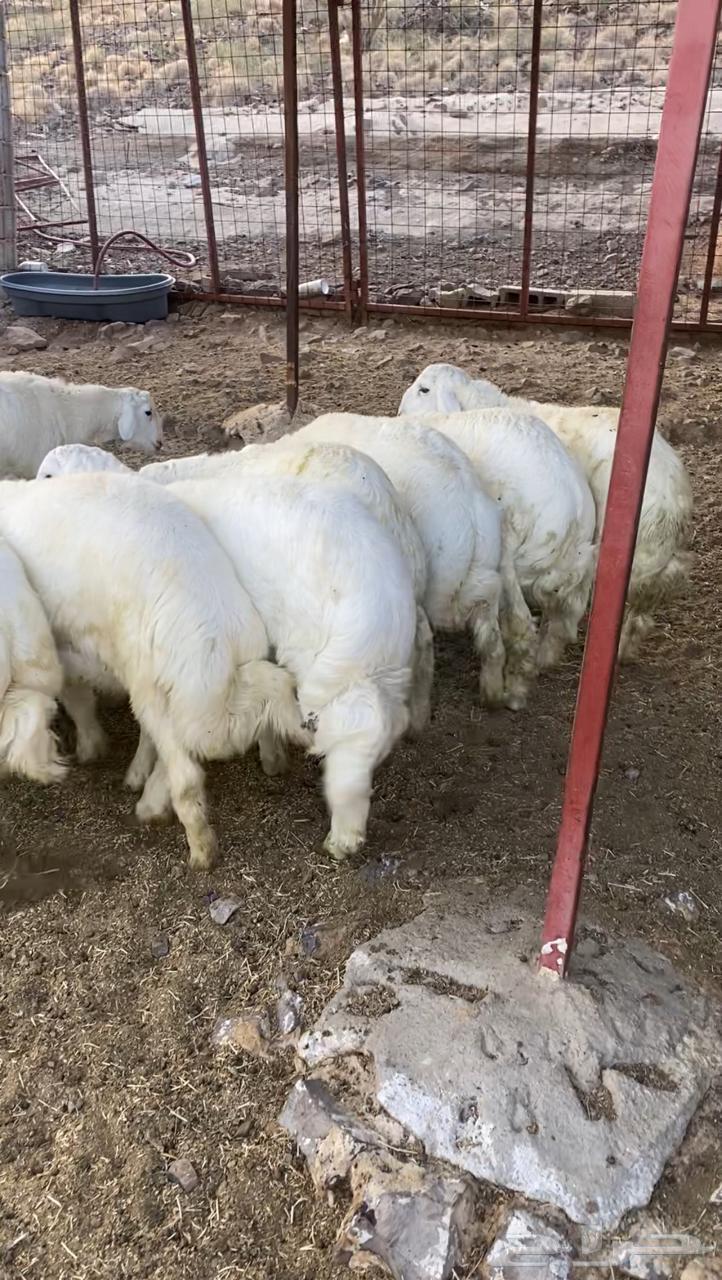 طليان حريه تم البيع64621717163393111