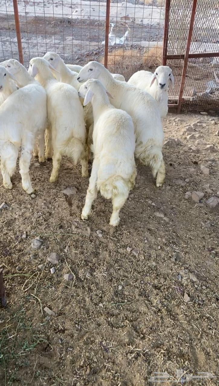 طليان حريه تم البيع64621717163393113