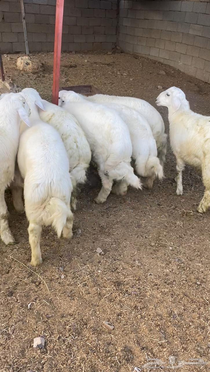 طليان حريه تم البيع64621717163393112