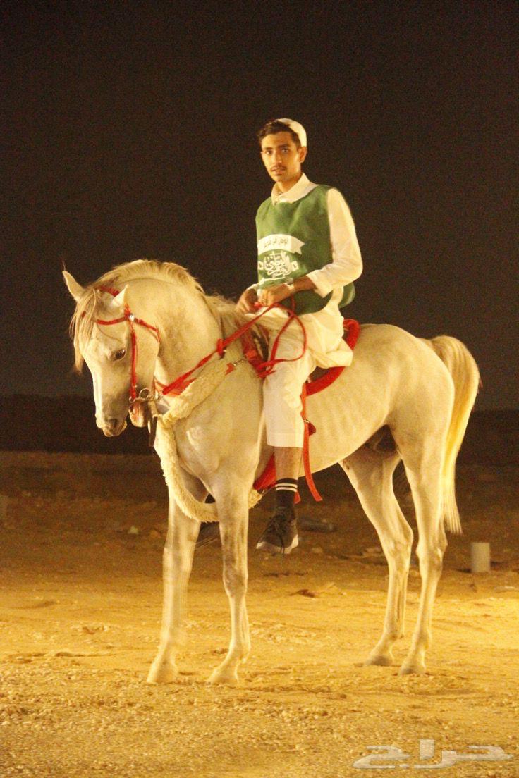 حصان شبعي للبيع هادي العمر 4الطول 6بلكات الون اصفر سليم64617163053187110