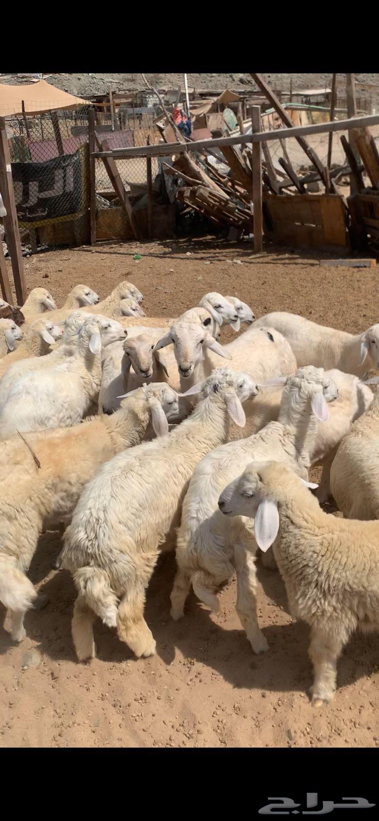 طليان للبيع صافي جمله و تفريد يوجد تقسيط تابي64620054688899110