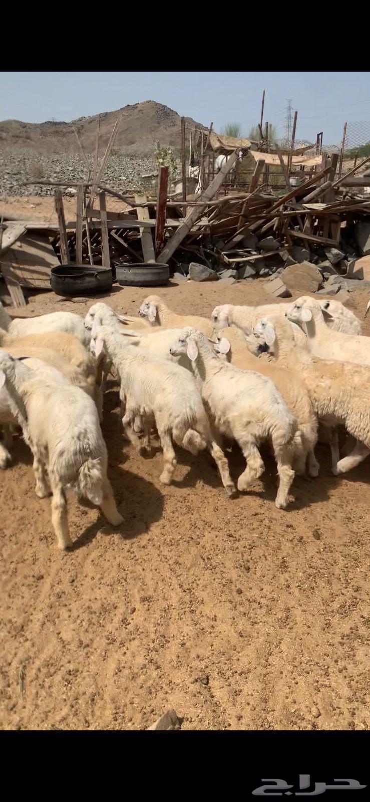 طليان للبيع صافي جمله و تفريد يوجد تقسيط تابي64620054688899111