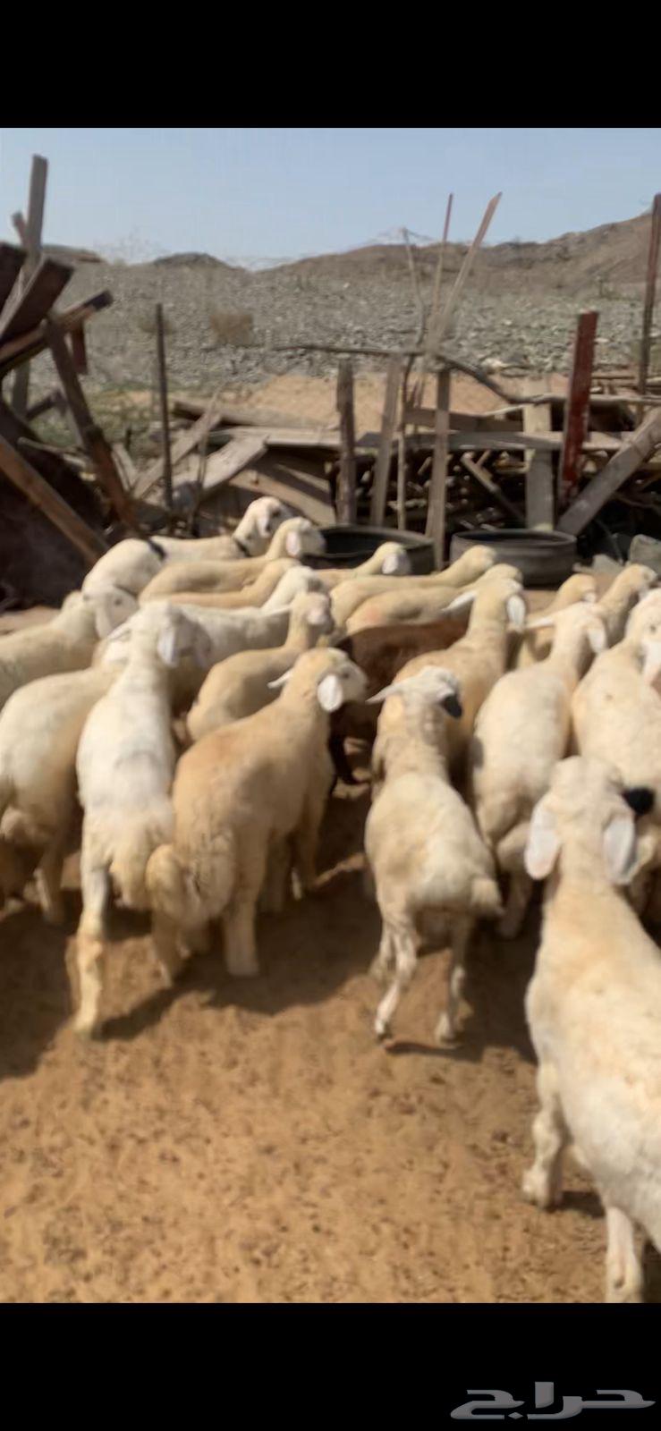 طليان للبيع صافي جمله و تفريد يوجد تقسيط تابي64620054688899112