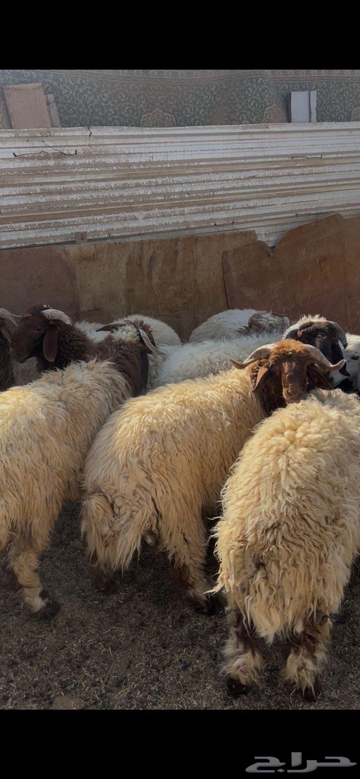 خرفان نعيم للبيع64618526955393111