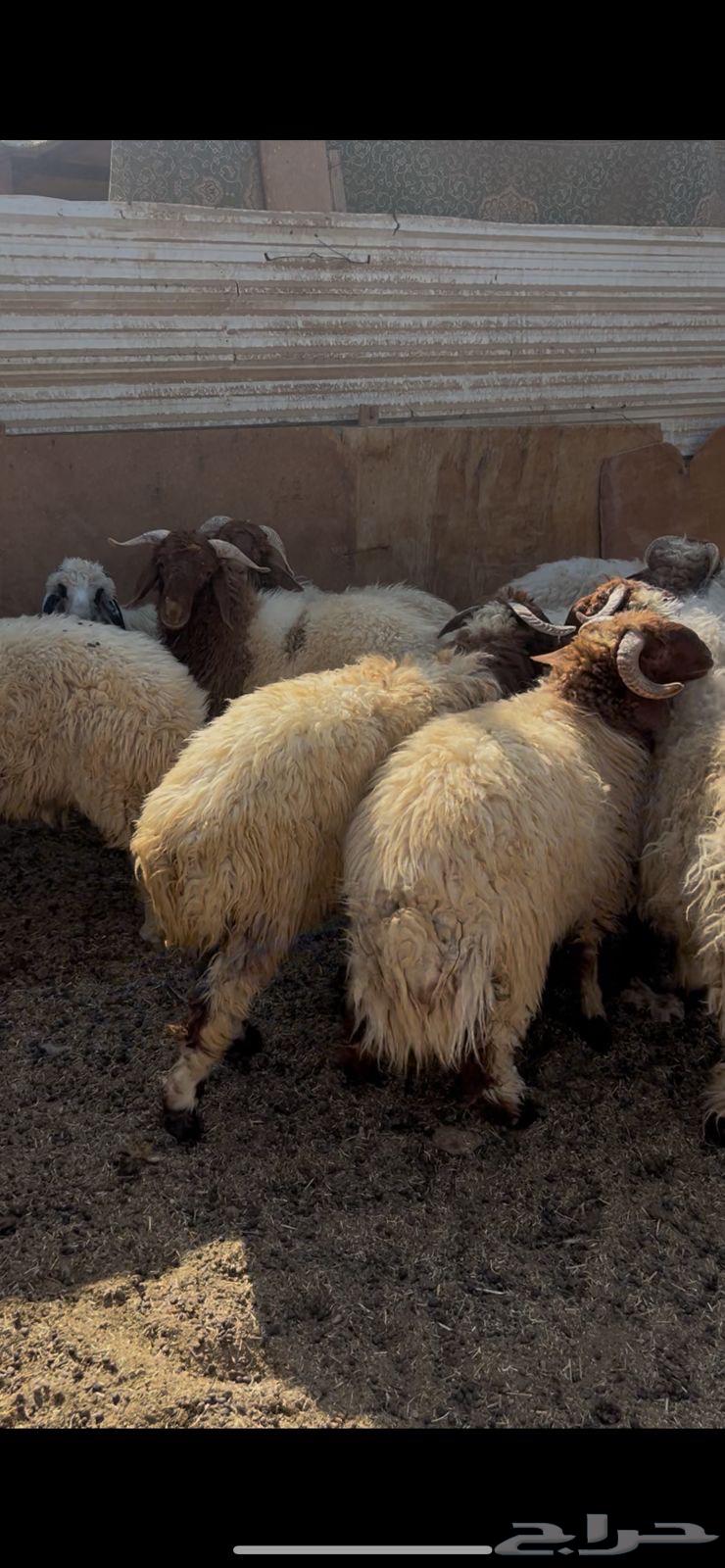 خرفان نعيم للبيع64618526955393110