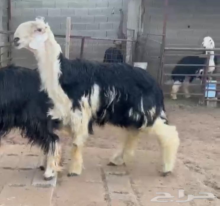 للبيع فحل نجدي64620091999235110