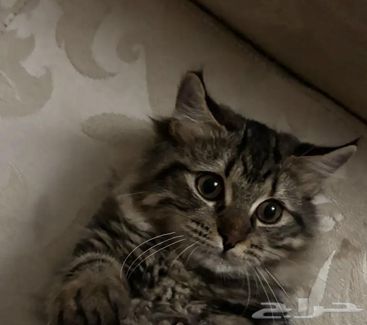 4 قطط للبيع تبغى السعر تواصل معي64624450050049111