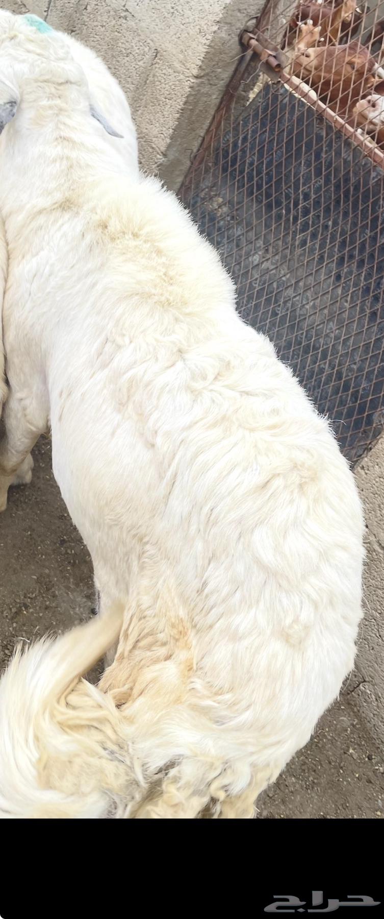 خروف توه جامع حار ماشاءالله64612176976257110