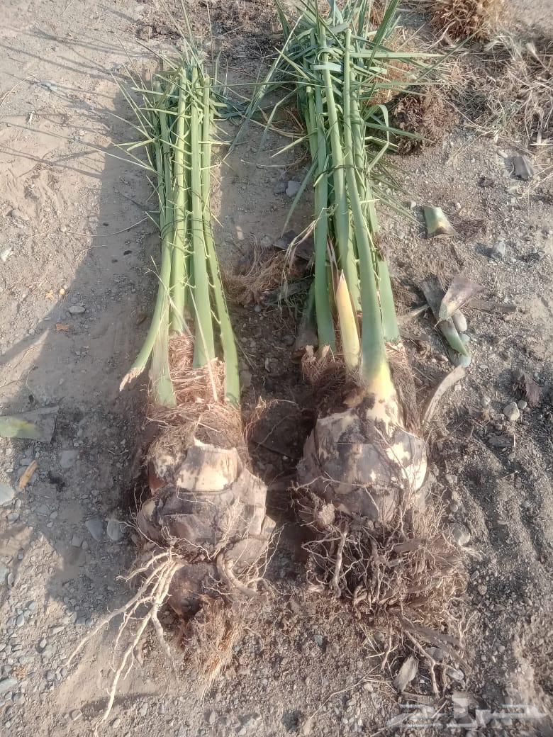 صني فسائل عجوه وعنبر64624548655235113