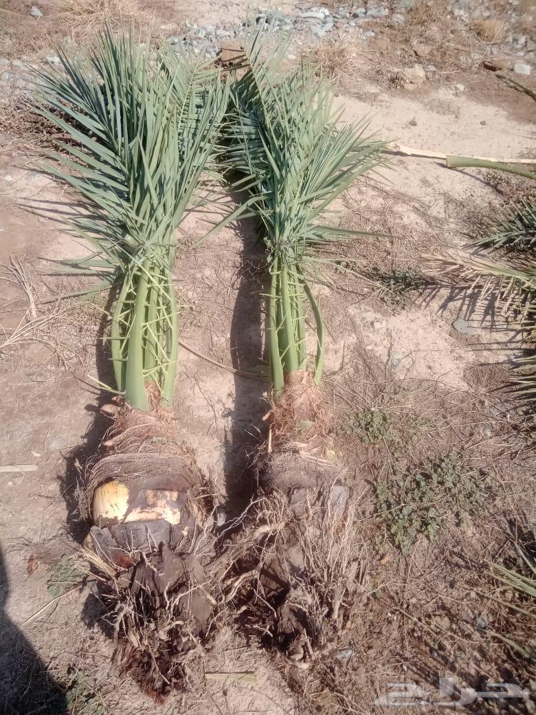 صني فسائل عجوه وعنبر64624548655235112