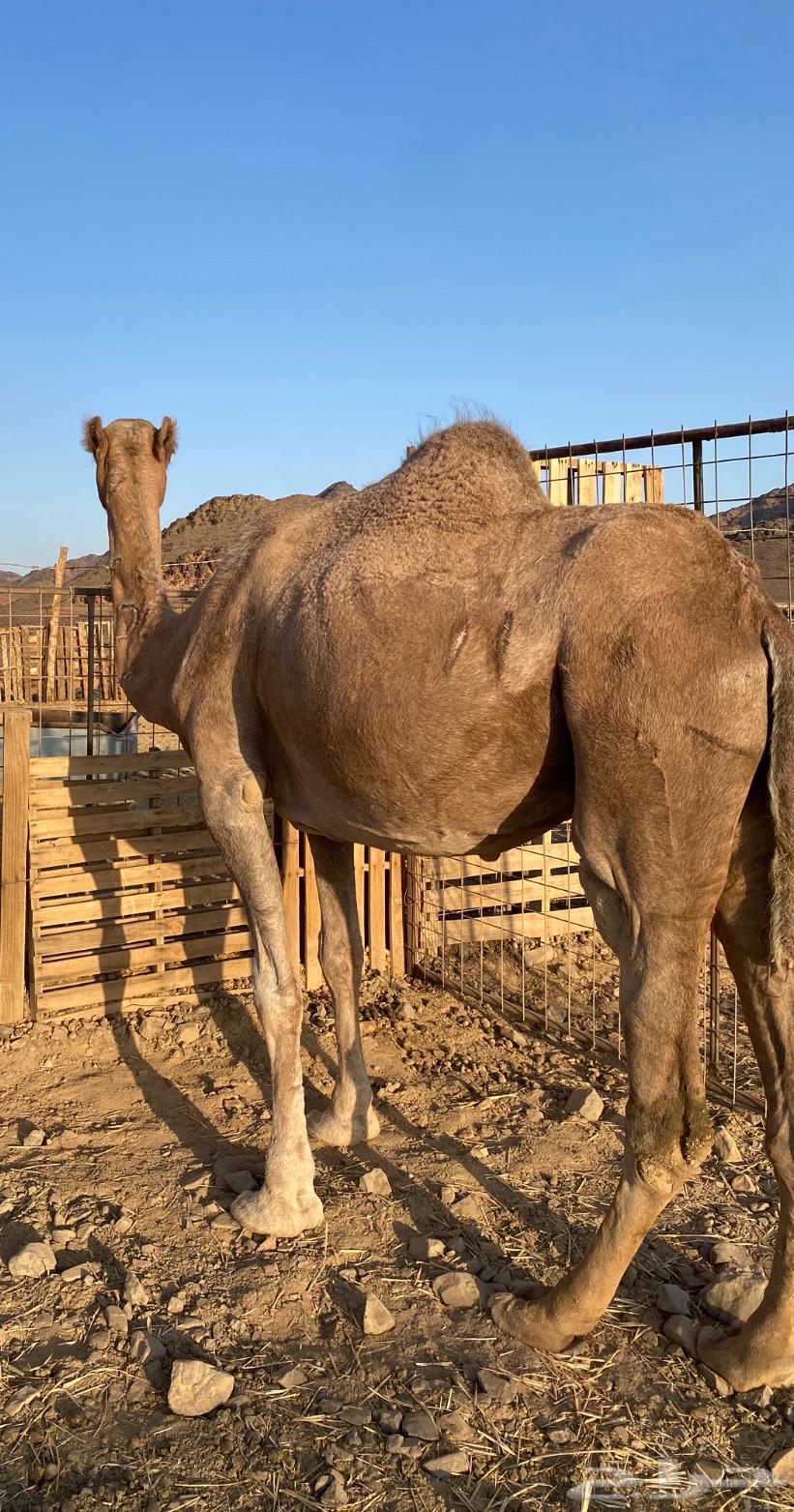 لقحه حمراء ساحليه تلد بدريه الحد5800تمم البيع64619242381953113