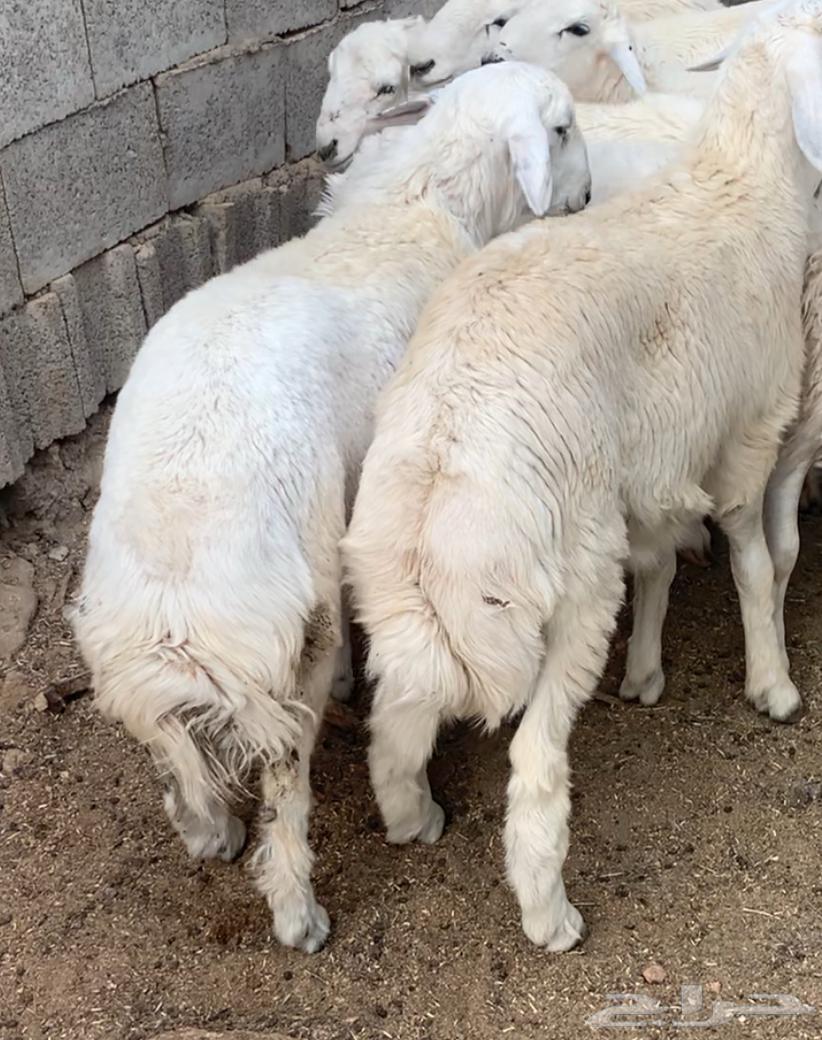 ذبائح حري للبيع فل شحم توصل الى باب بيتك طليان ورخال64547026681859110