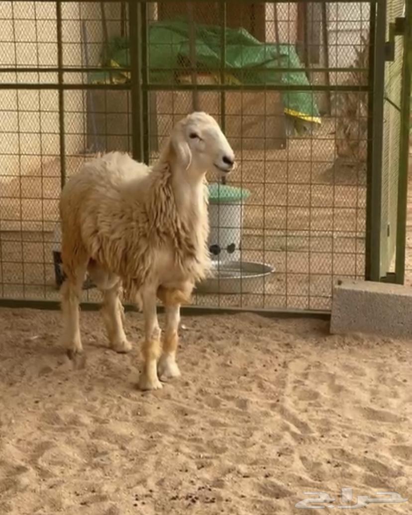 طلي حري للبيع64622475597185110