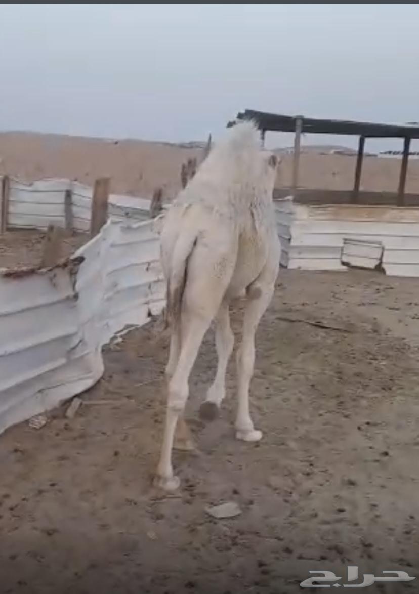 تم البيع للبيع قعود قصب شحم64623060766593114