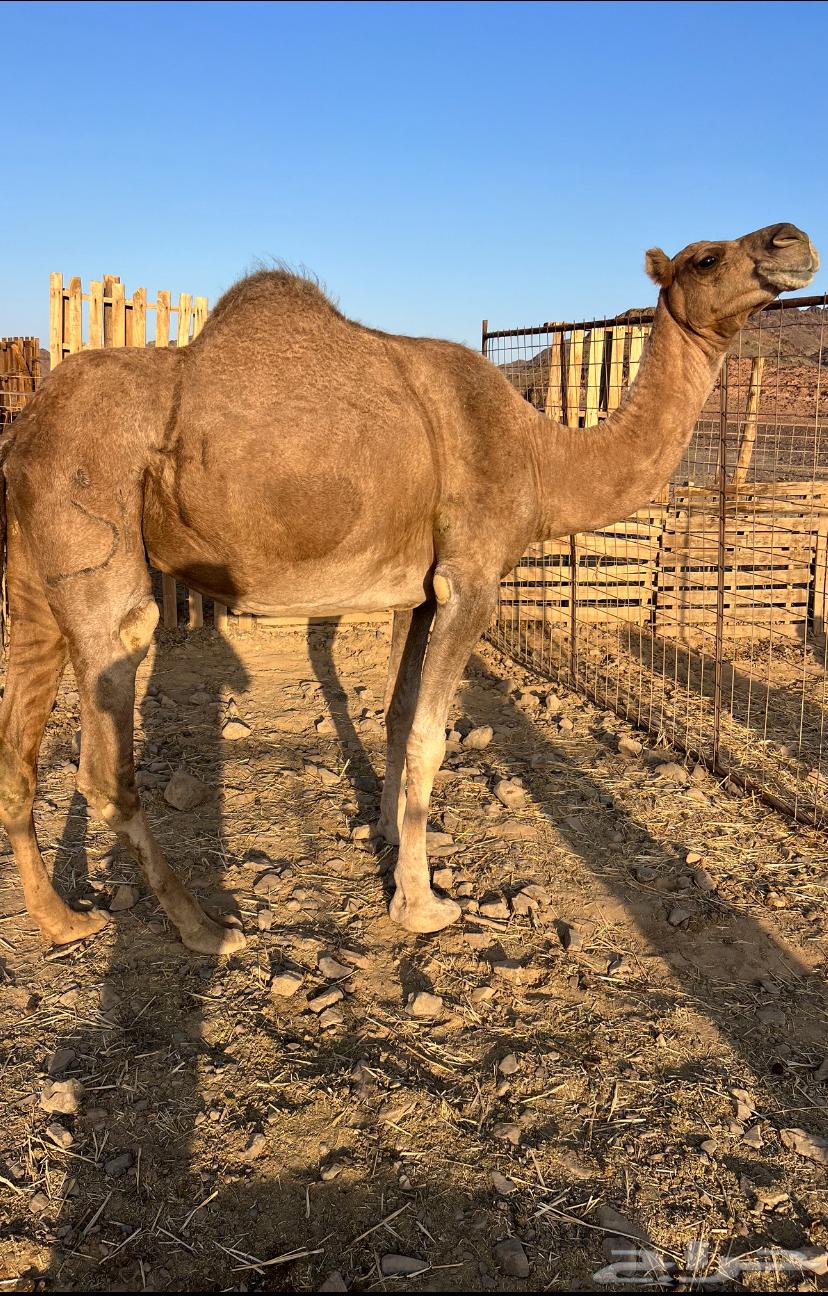 لقحه حمراء ساحليه تلد بدريه الحد5800تمم البيع64619242381953111