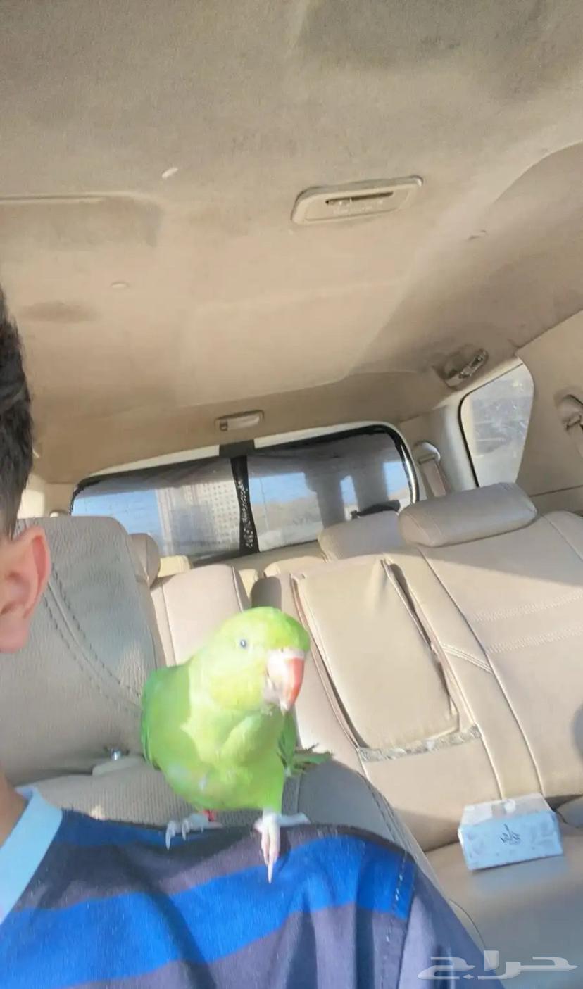 أنثى دره هندي اليف64618326742401112