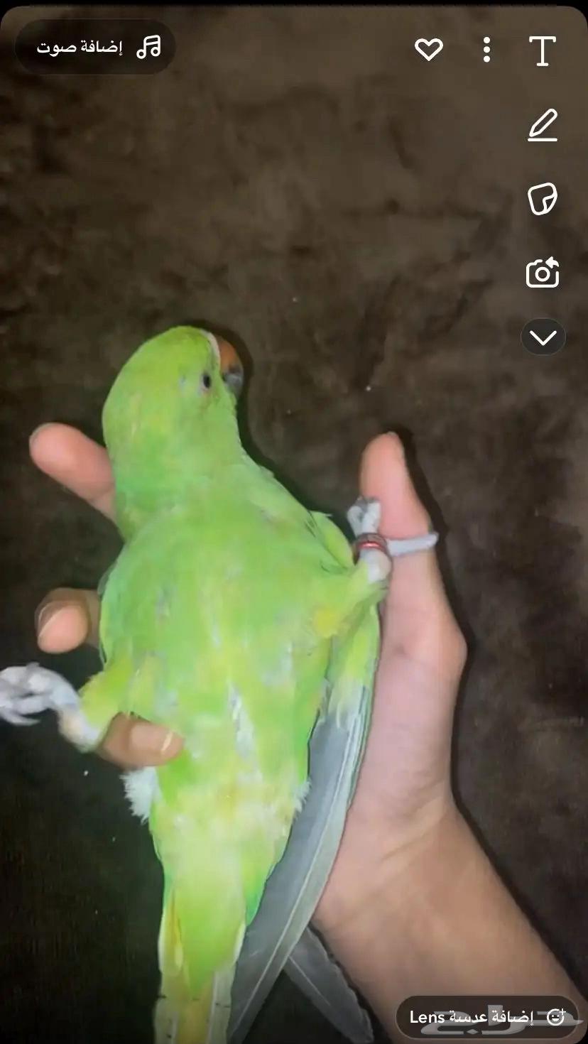 أنثى دره هندي اليف64618326742401111