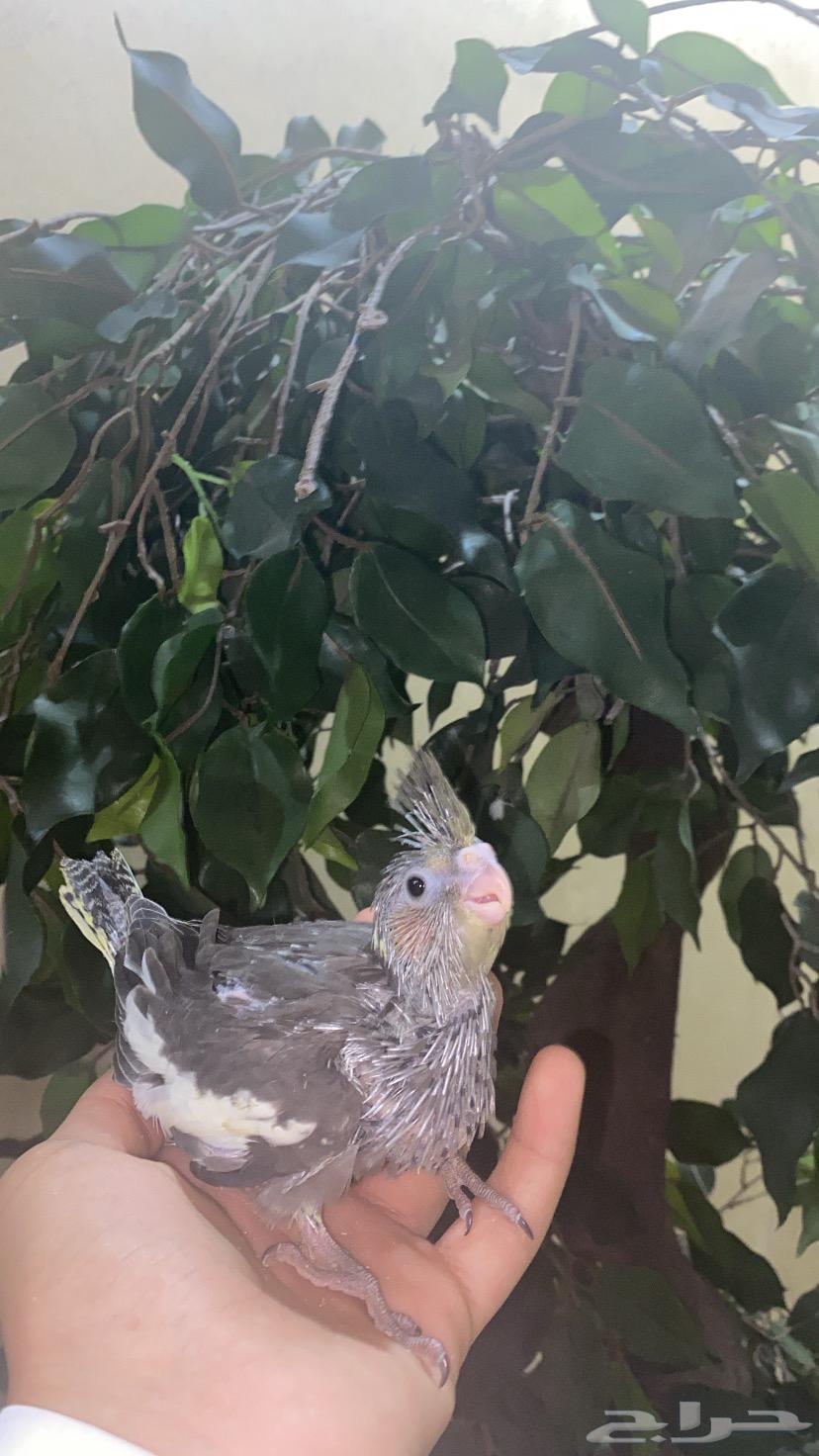 فرخ كروان باكستاني (تم البيع)64617900913794110