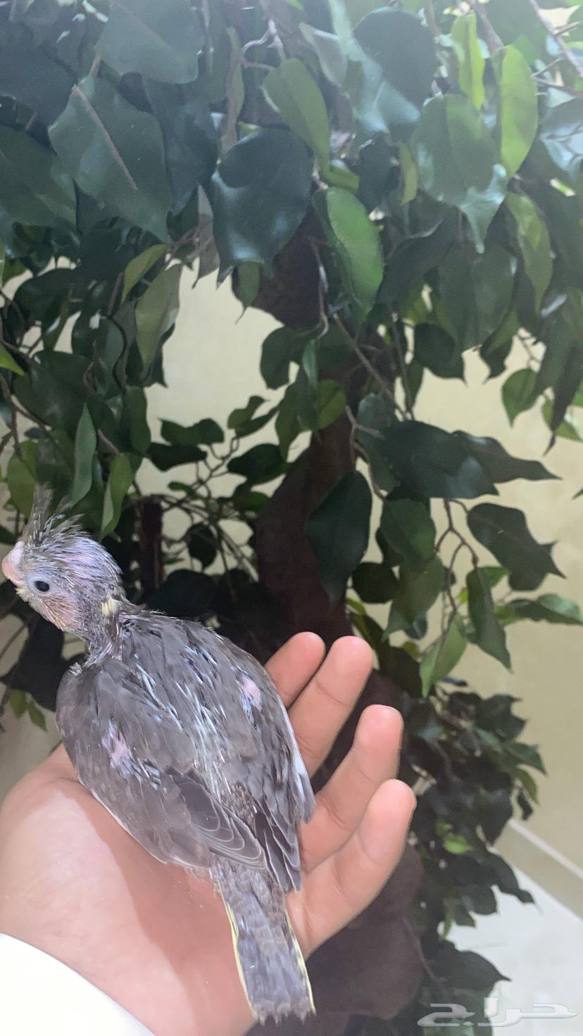 فرخ كروان باكستاني (تم البيع)64617900913794111