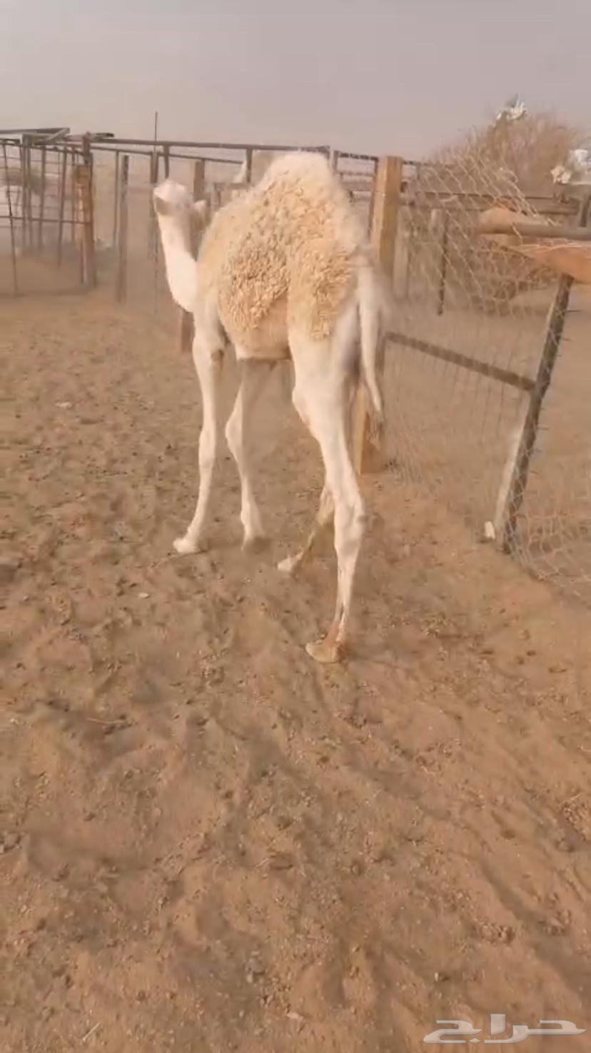 قعود للبيع صحته 100 100 ولد الحاكم64622774930945110