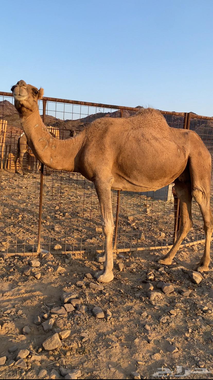 لقحه حمراء ساحليه تلد بدريه الحد5800تمم البيع64619242381953112